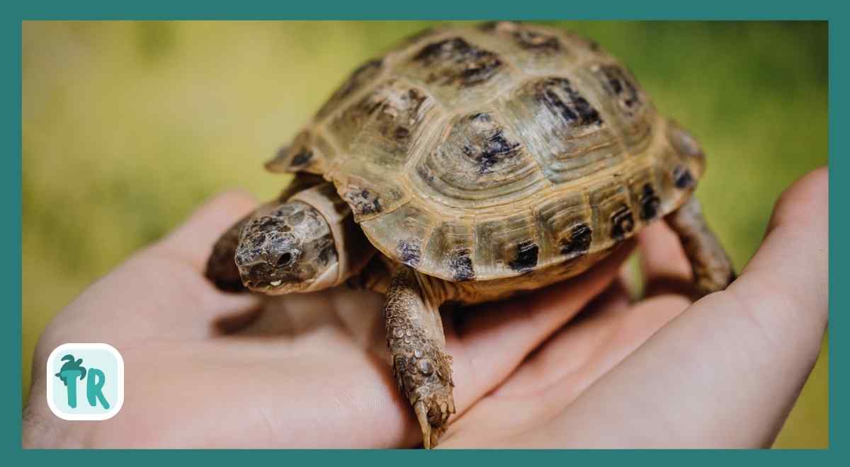 Pet turtle on owner's both hands cupped