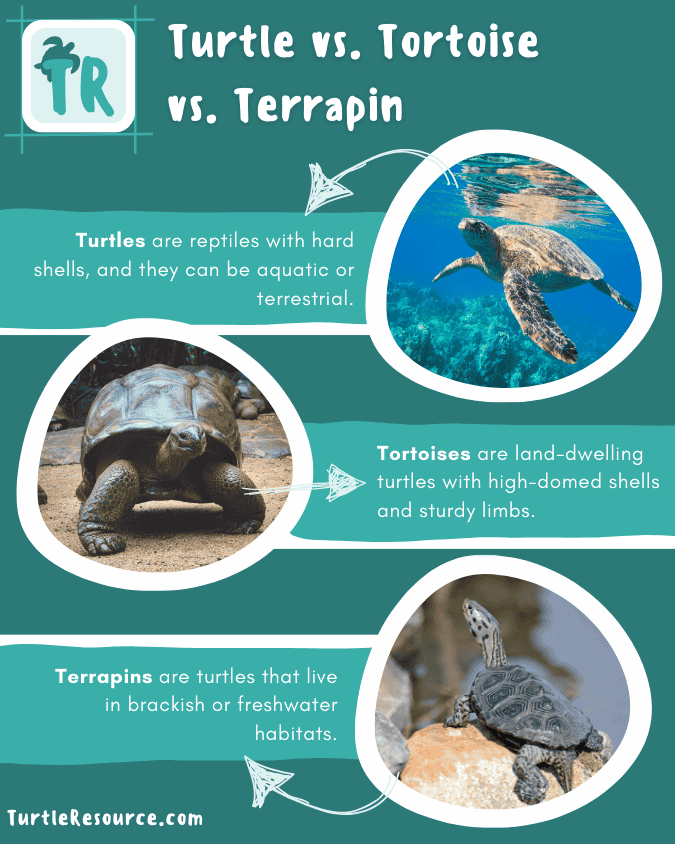 The core differences turtle vs tortoise vs terrapin