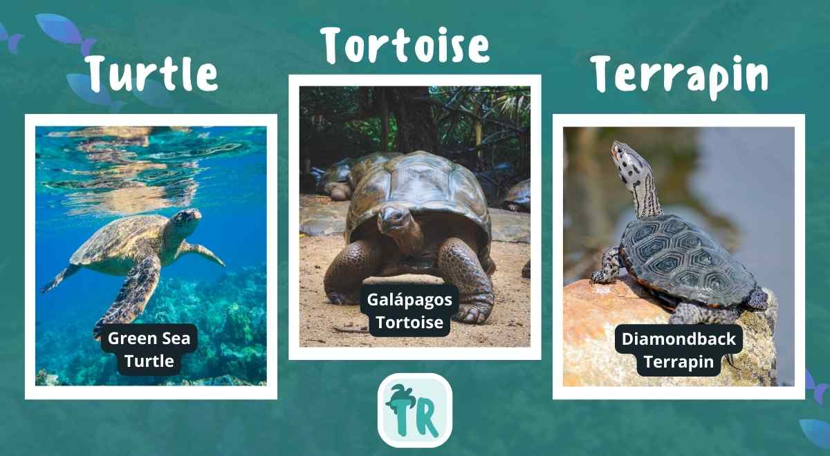 Three major turtle groups or types: turtle, tortoise, and terrapin