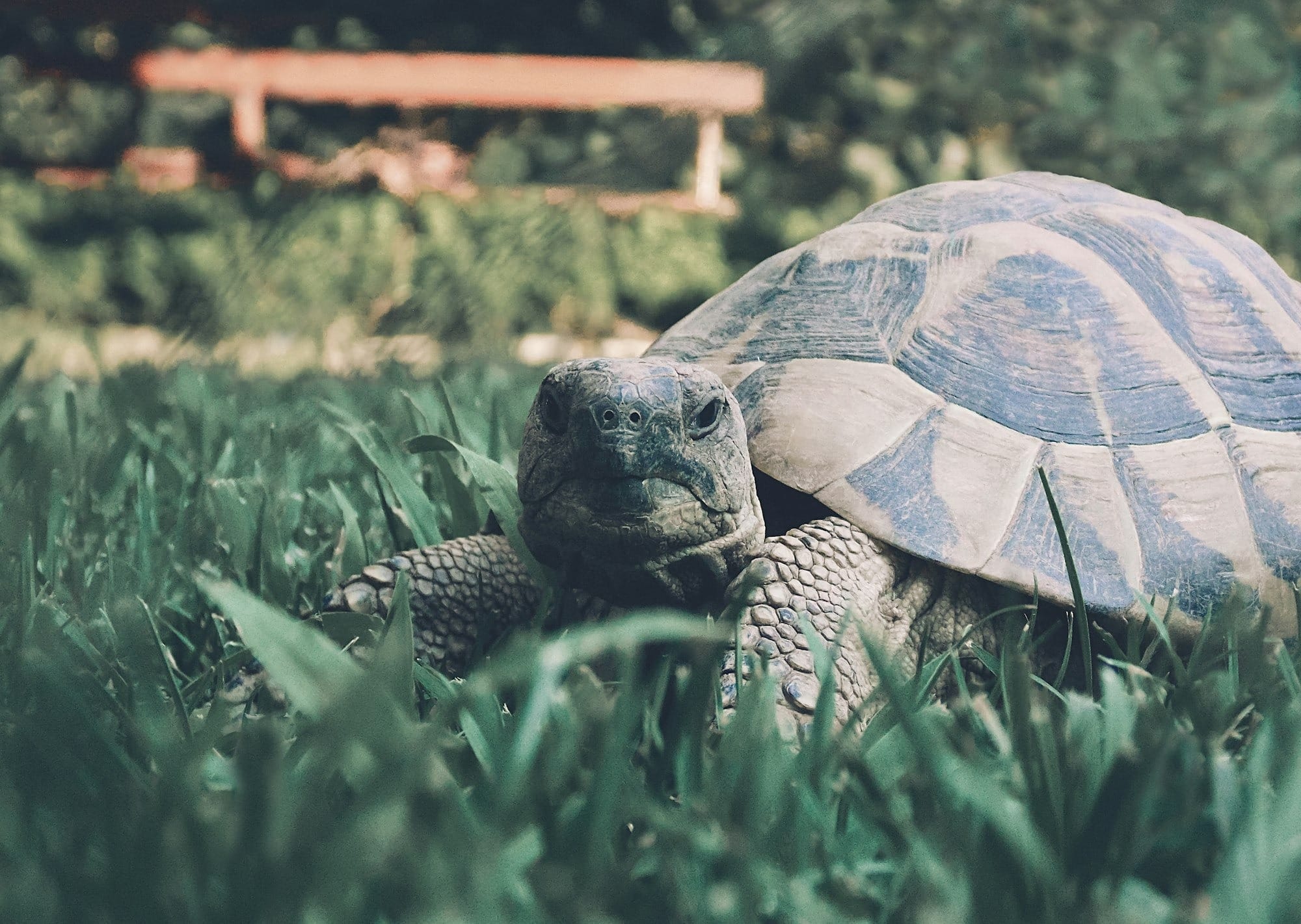 brown tortoise on green grass during daytime