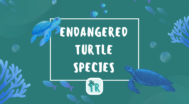 Endangered turtle species - threats and conservation efforts