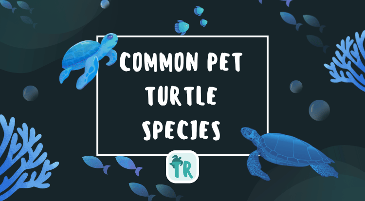 Common Pet Turtle Species - pet owner guide