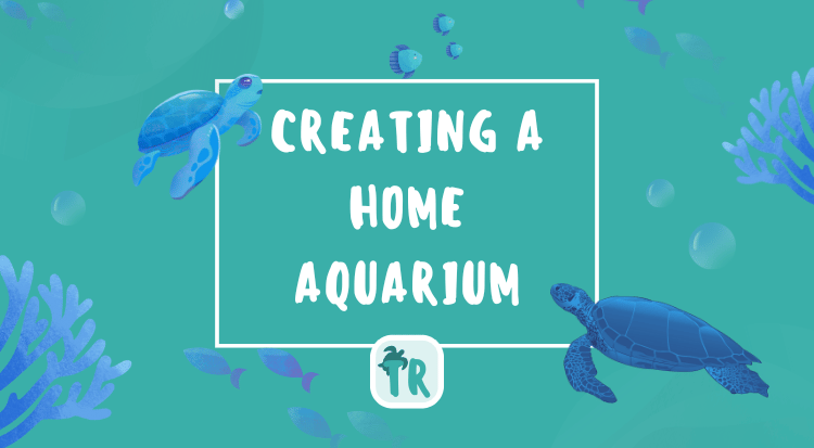 Creating a Home Aquarium for Your Pet Turtle