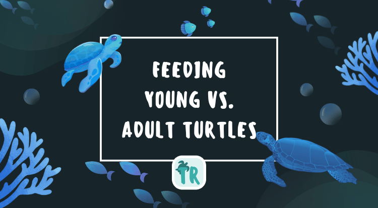 Feeding Young vs. Adult Turtles