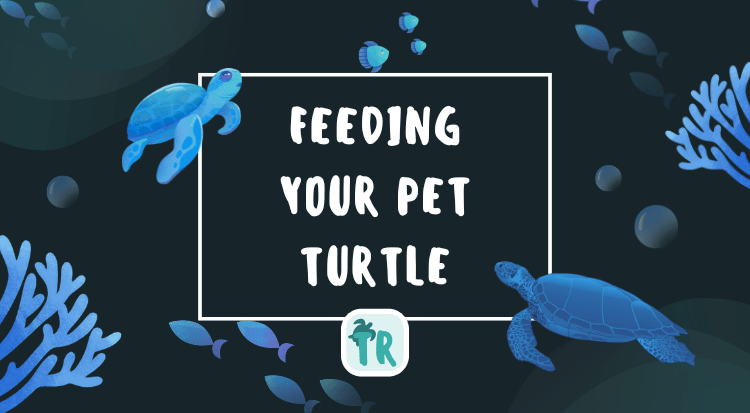 Feeding Your Turtle: The Basics