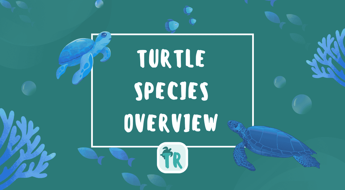 Feature image of Turtle Species Overview 