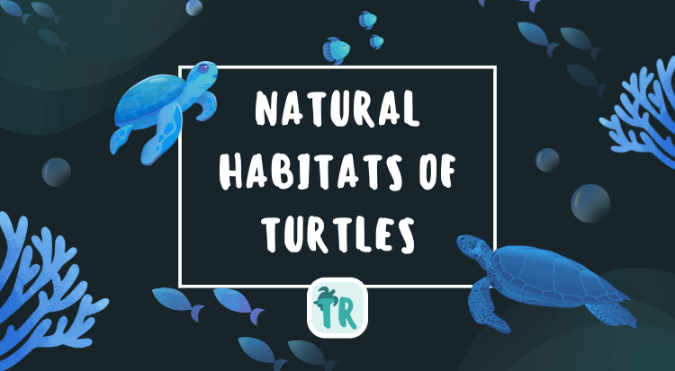 Natural Habitats of Turtles and Tortoises