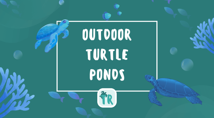 Outdoor Turtle Ponds - The Basics