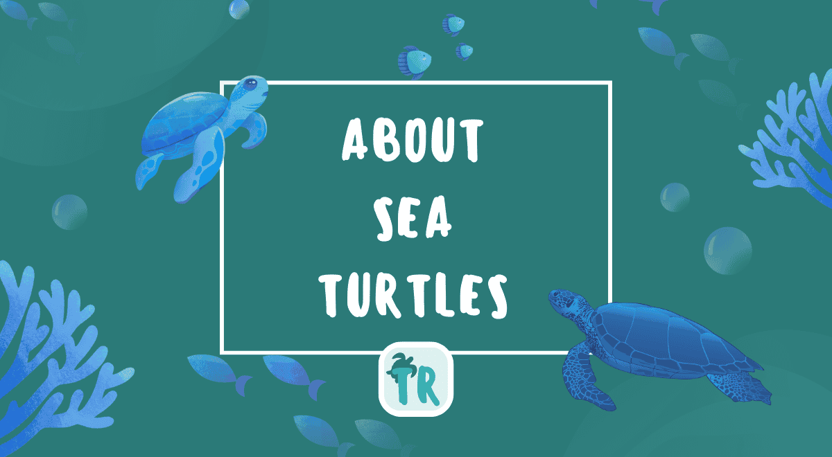 About sea turtles, a basic introduction for turtle enthusiasts