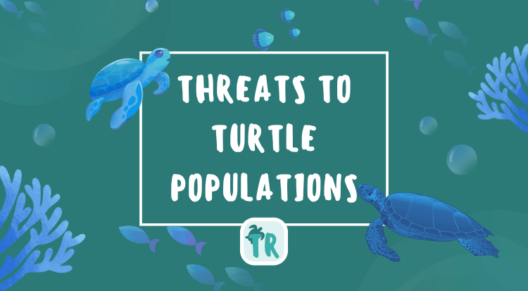 Threats to Turtle Populations - Spread Awareness