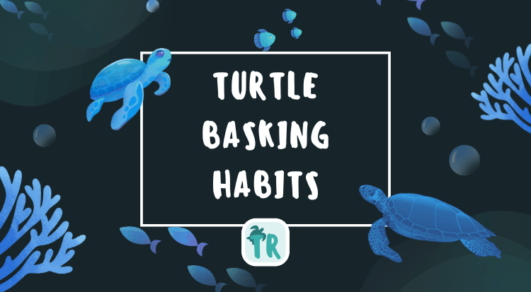 Turtle Basking Habits and Importance