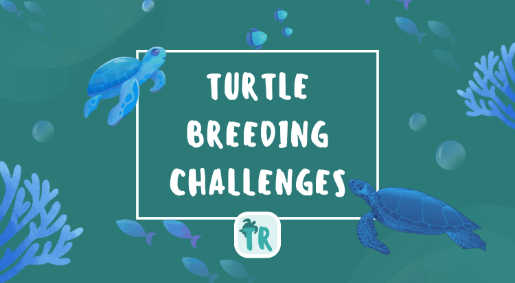 Turtle Breeding Challenges and How to Overcome Them