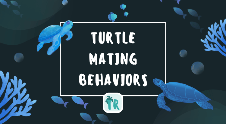 Turtle Mating Behaviors You Should Know