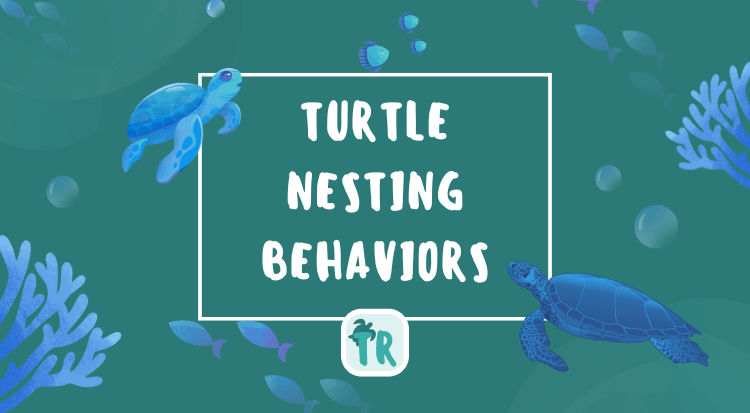 Turtle Nesting Behaviors