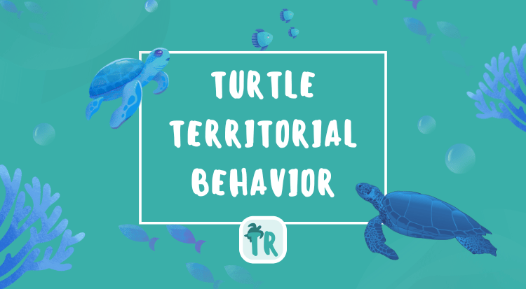 Turtle Territorial Behavior - Pet Owners Beware