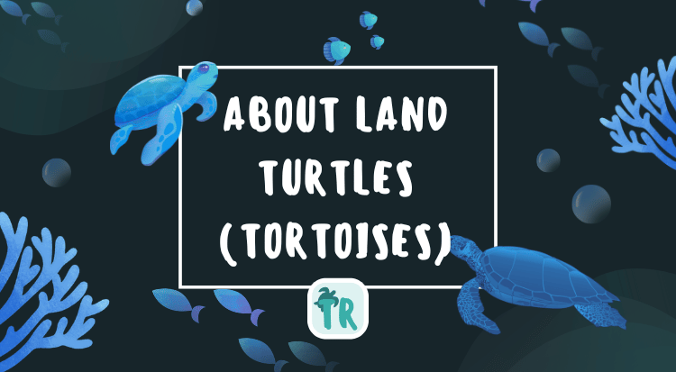 About land turtles or tortoises