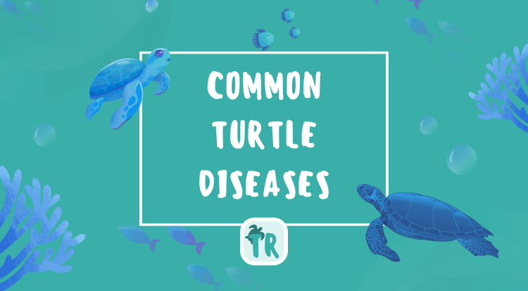 Common Turtle Diseases - Avoid and Treat