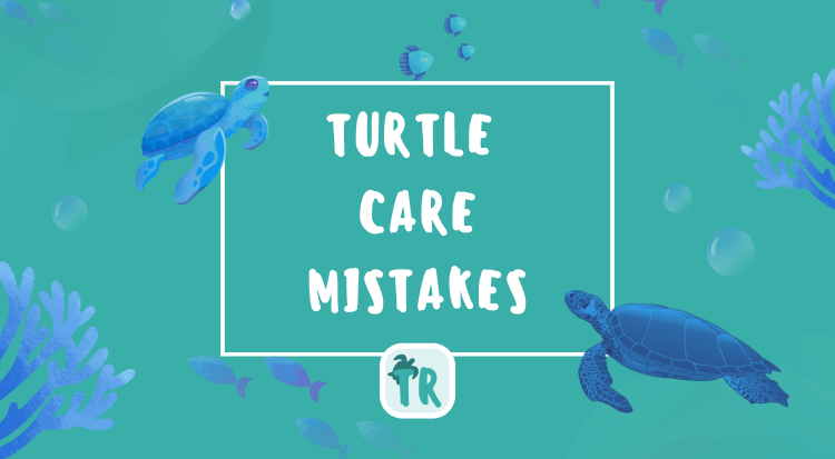 Dealing with Common Turtle Care Mistakes