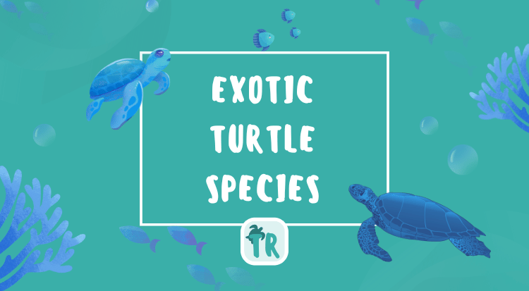 Exotic Turtle Species