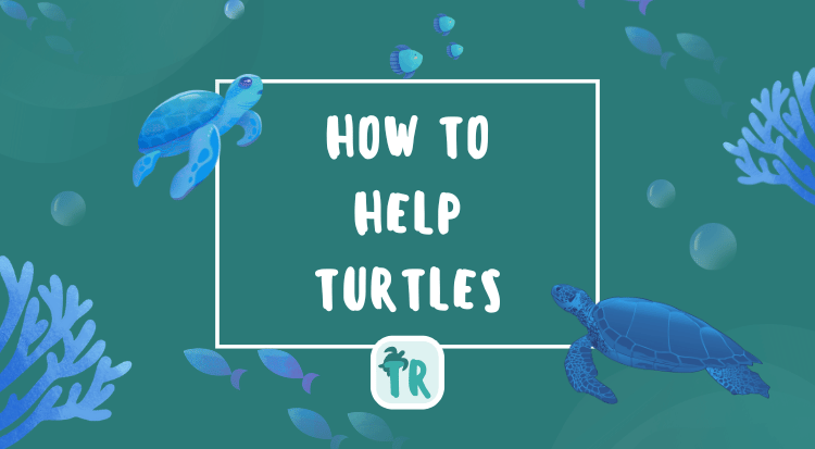 How to Help Turtles and Make an Impact