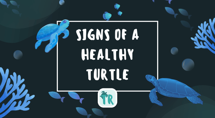 Signs of a Healthy Turtle: And Keeping It That Way