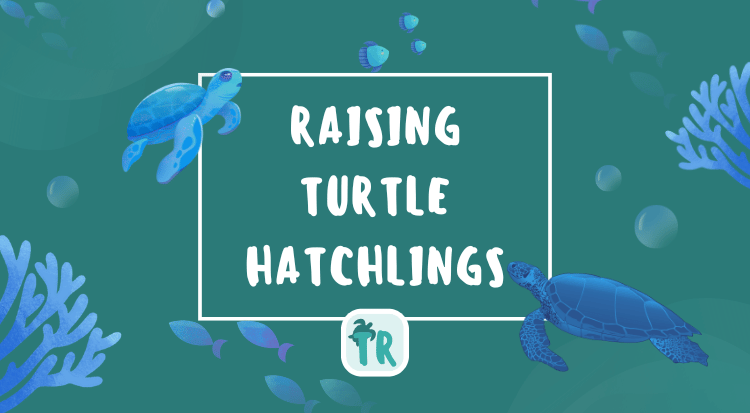 Raising Hatchlings - Beginner's Guide