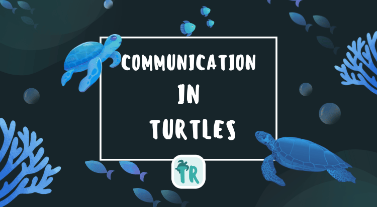 Communication in Turtles and Why It Matters