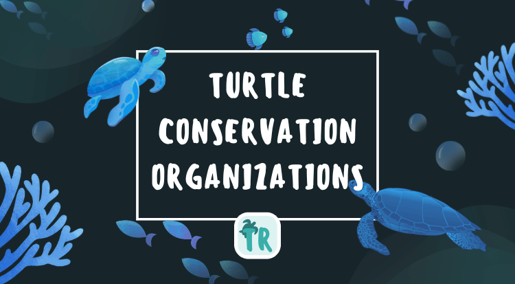 Conservation Organizations Every Turtle Enthusiast Must Know