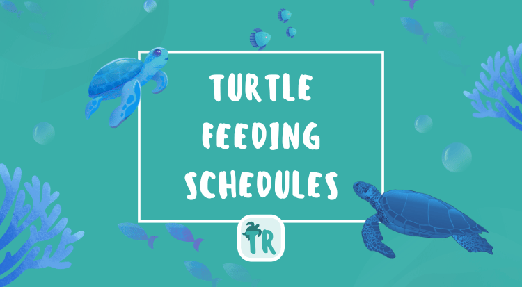 Turtle Feeding Schedules - Improving Health the Easy Way