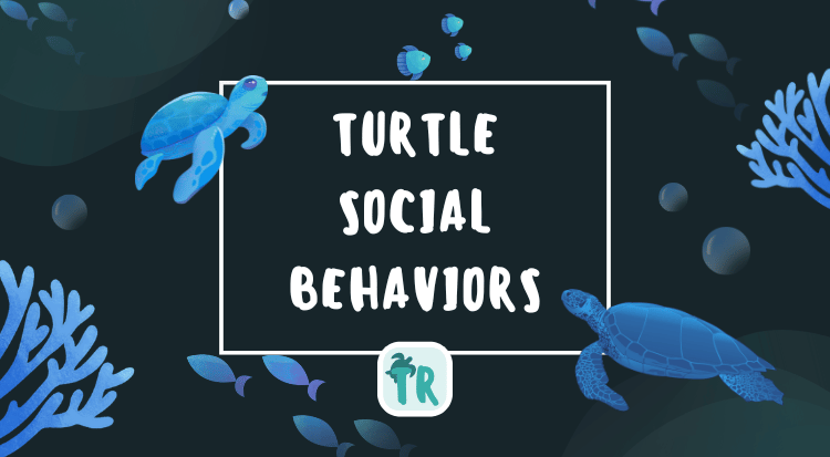 Turtle Social Behaviors You Need to Understand