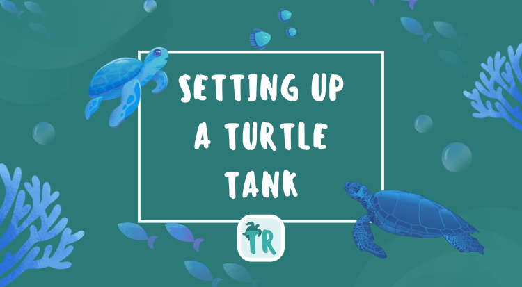 Setting Up a Turtle Tank - Simple Guide